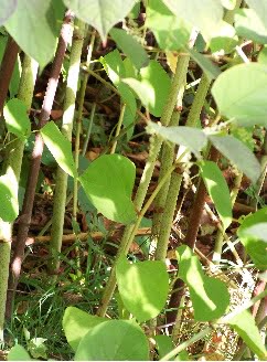 japanese knotweed 3 japanese knotweed 3
